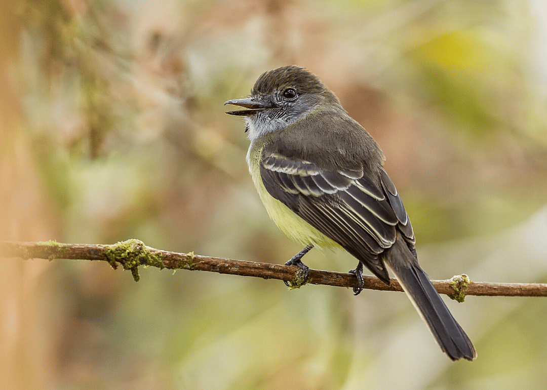 Pale-edge flycatcher