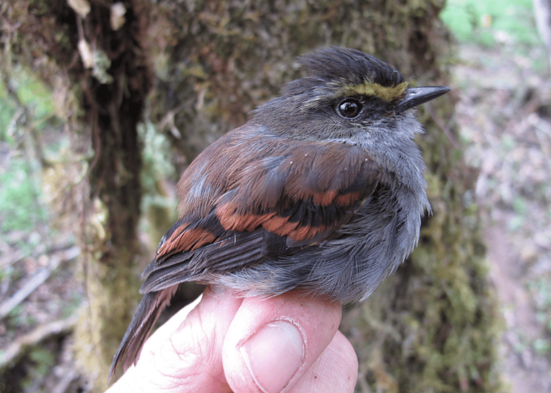 Golden-browed chat-tyrant