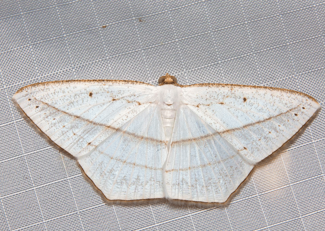 Moth (O. similaria)