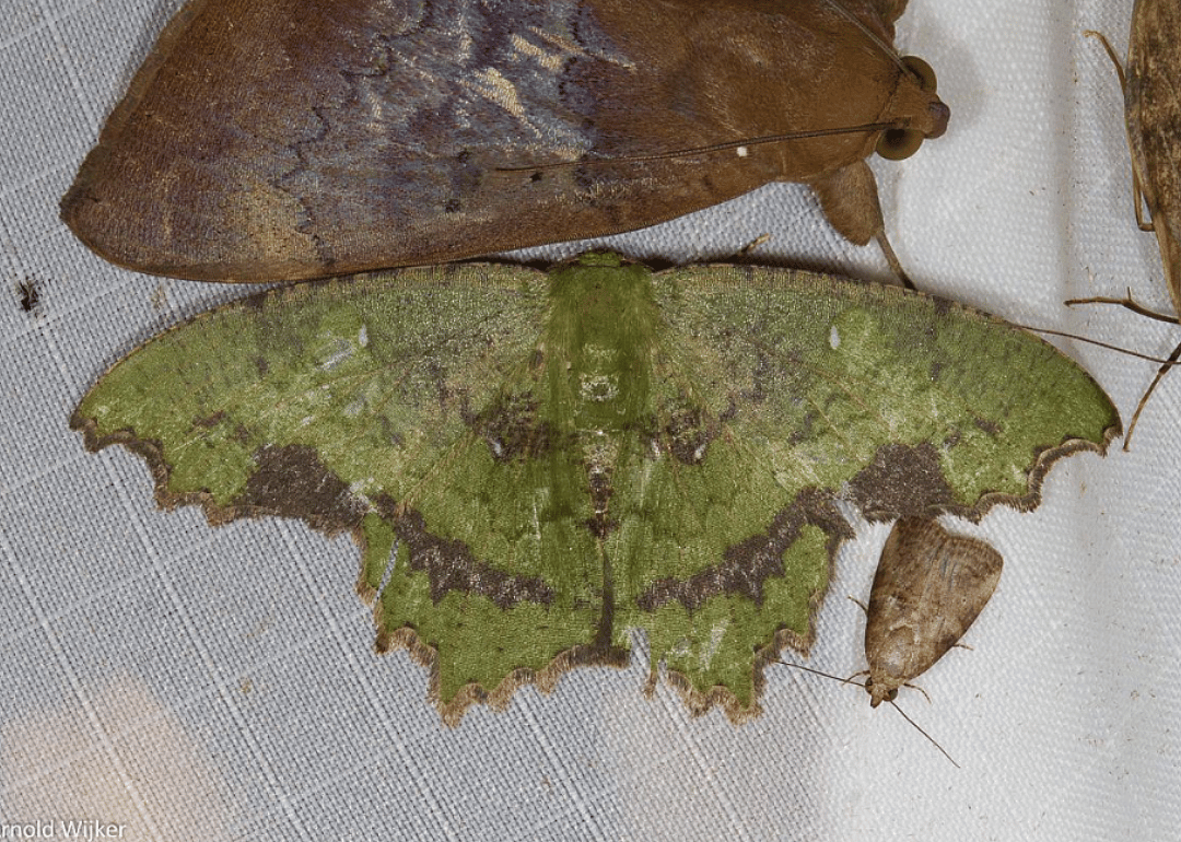 Moth (P. posterecta)