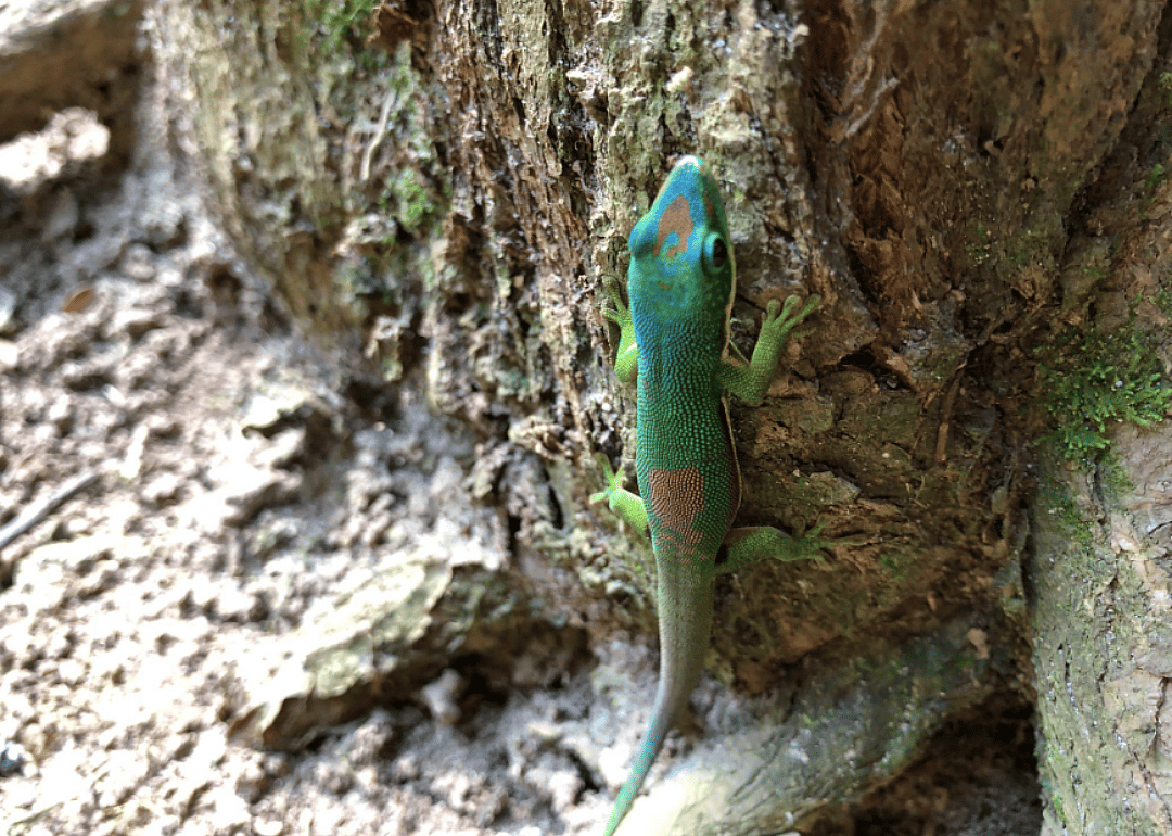 Lined day gecko