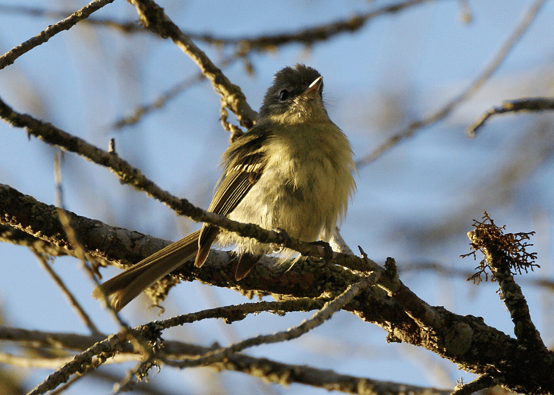 Mottle-cheeked tyrannulet