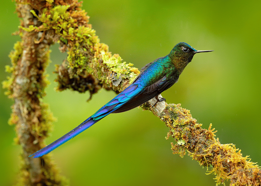 Long-tailed sylph