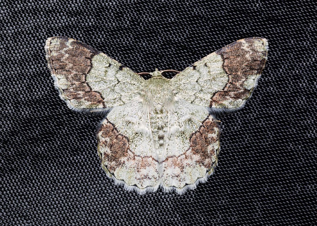 Moth (P. ruginaria)