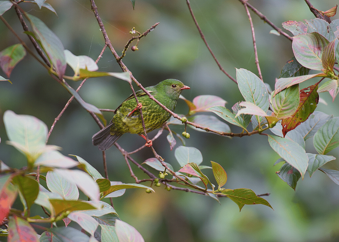 Green-and-black fruiteater