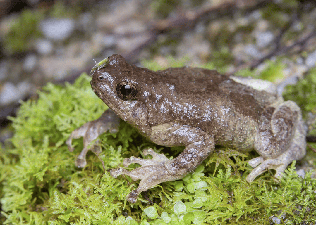 Tree frog (P. pollicaris)