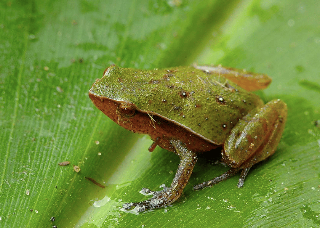 Tree frog (P. guntherpetersi)