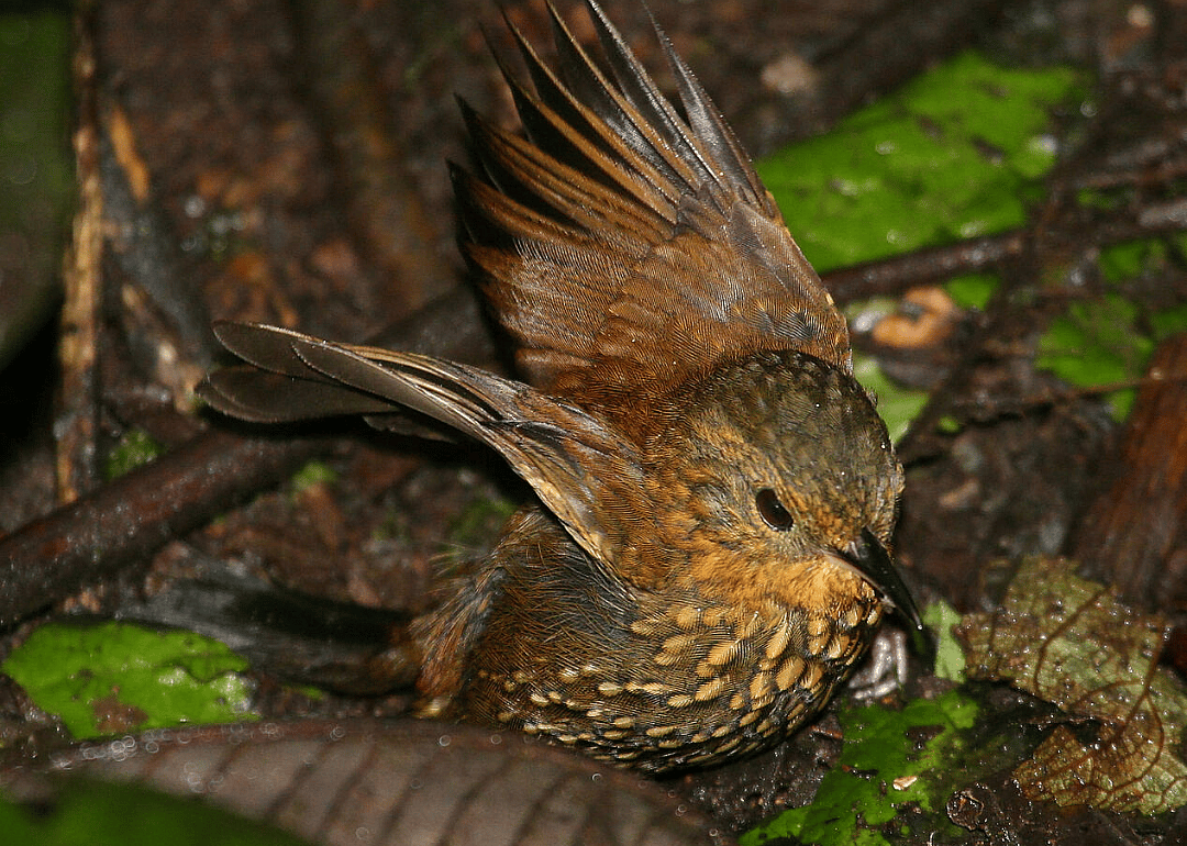 Spotted barbtail