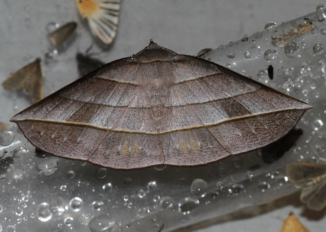 Moth (S. reductatus)