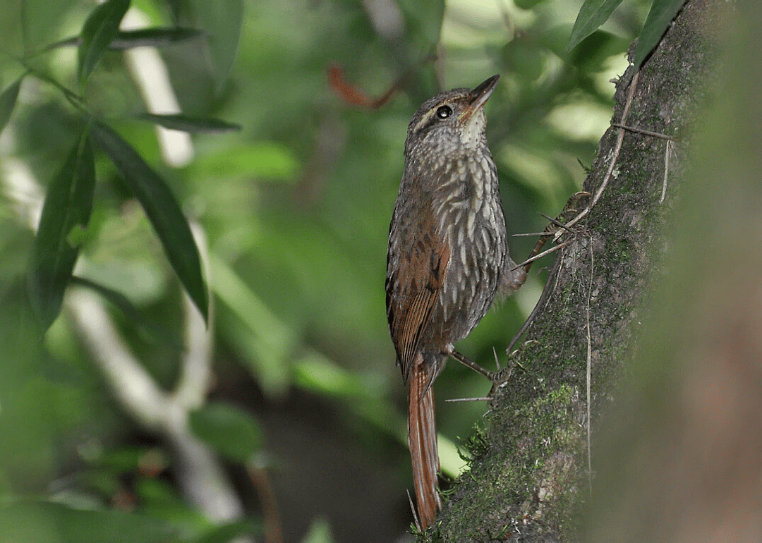 Buff-browed foliage-gleaner