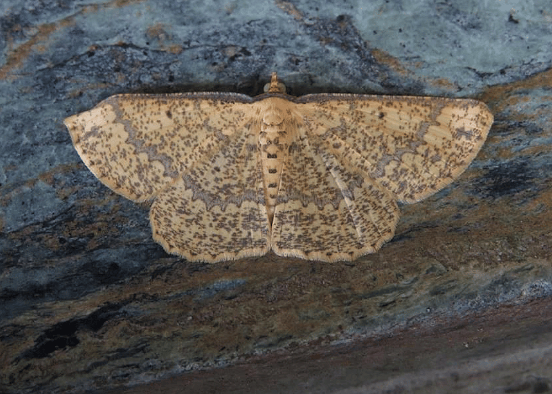 Moth (S. obscura)