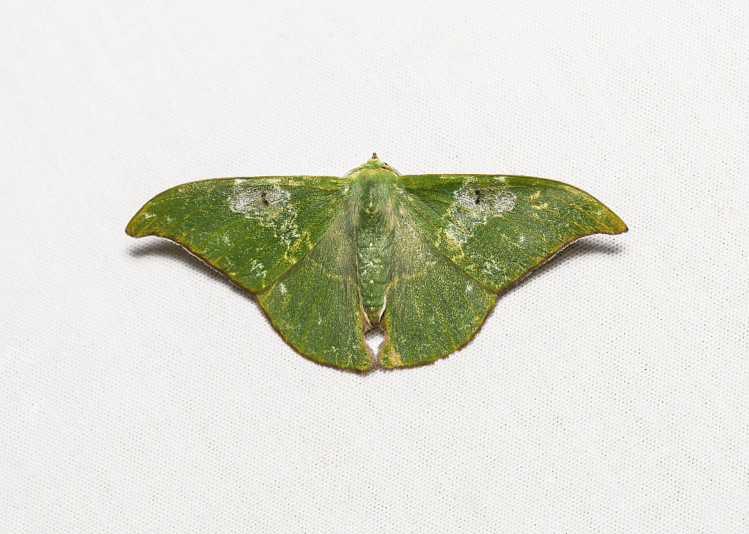 Moth (T. rafflesii)