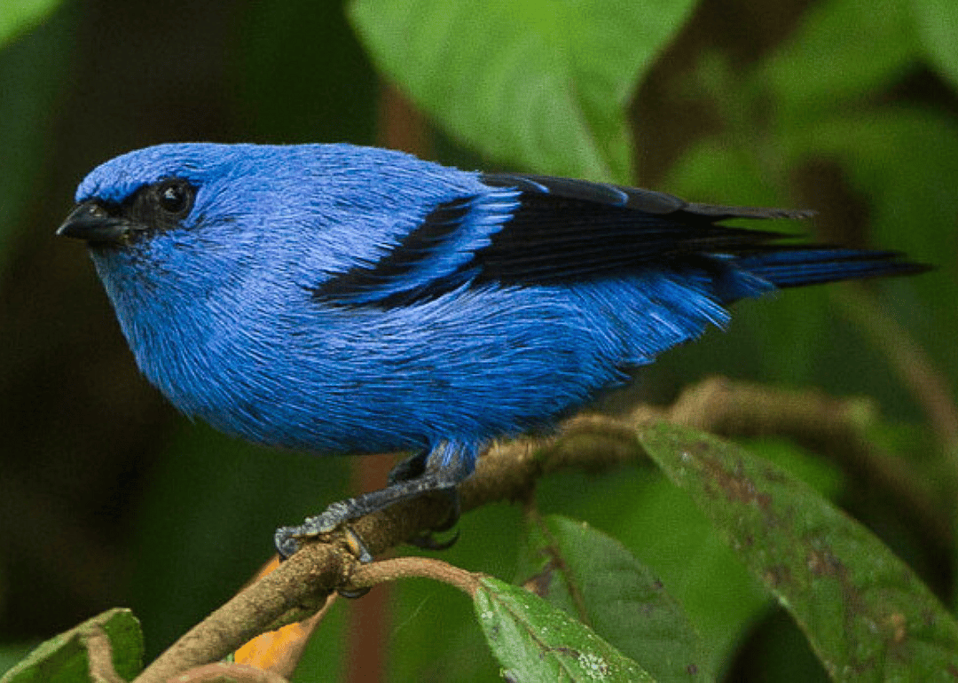 Blue-and-black tanager
