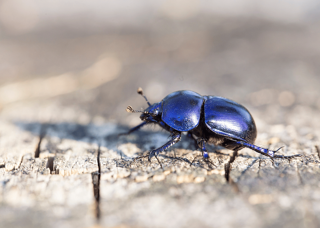 Dor beetle