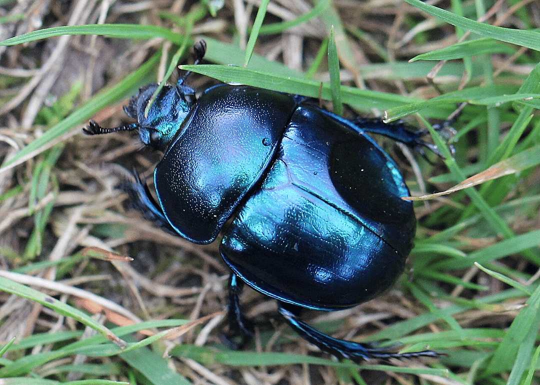 Spring dor beetle