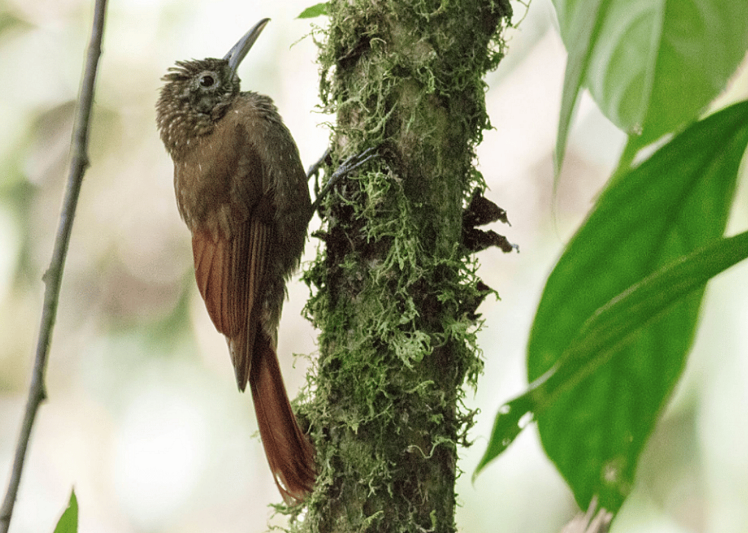 Olive-backed woodcreeper