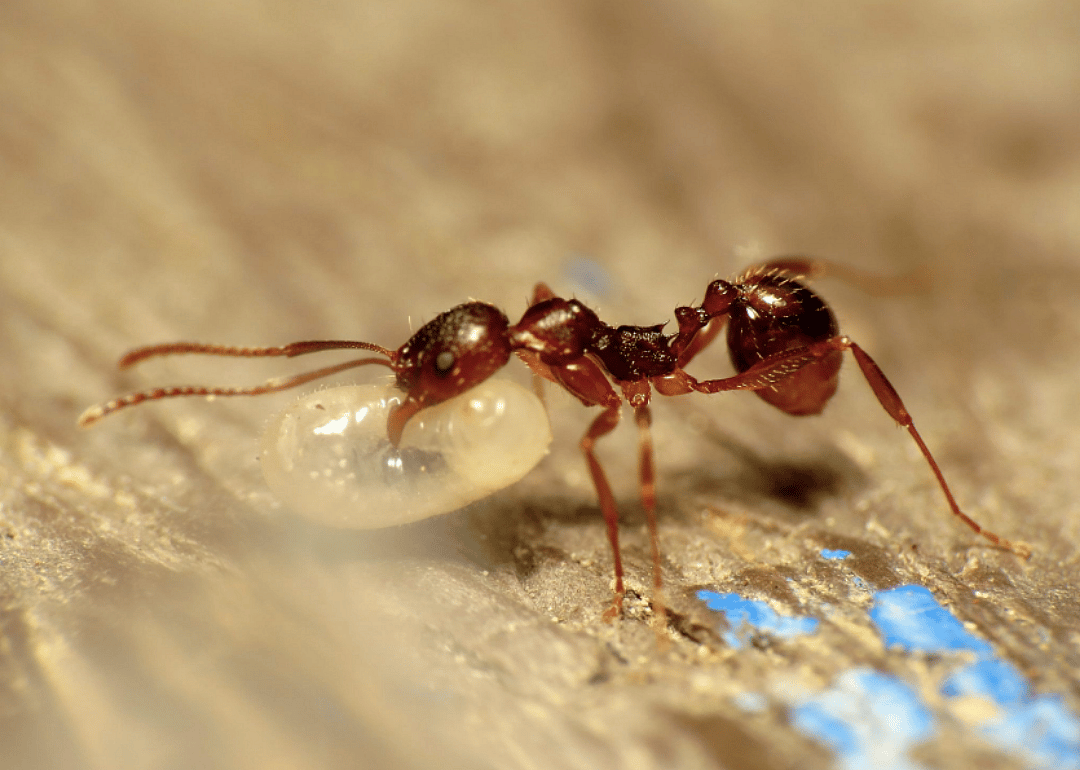 Ant (A. picea)