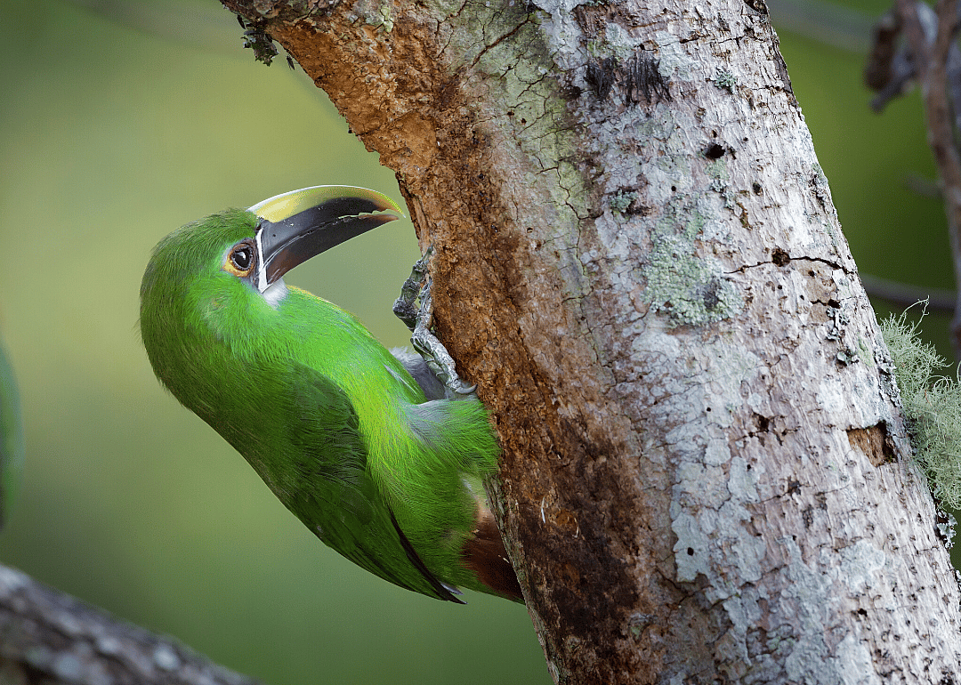 Chestnut-tipped toucanet