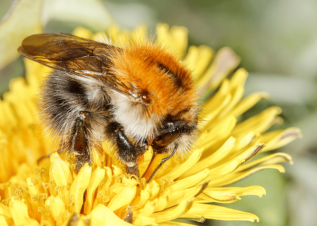 Common carder-bee
