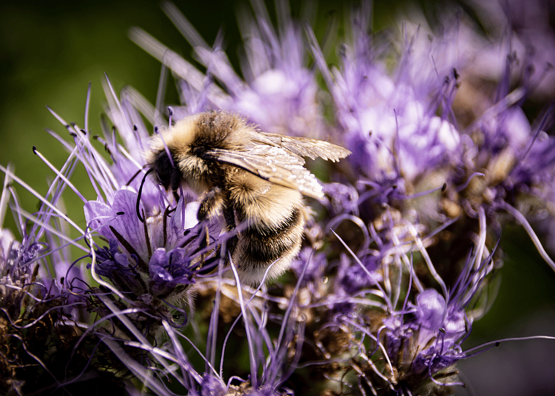 Knapweed carder-bee