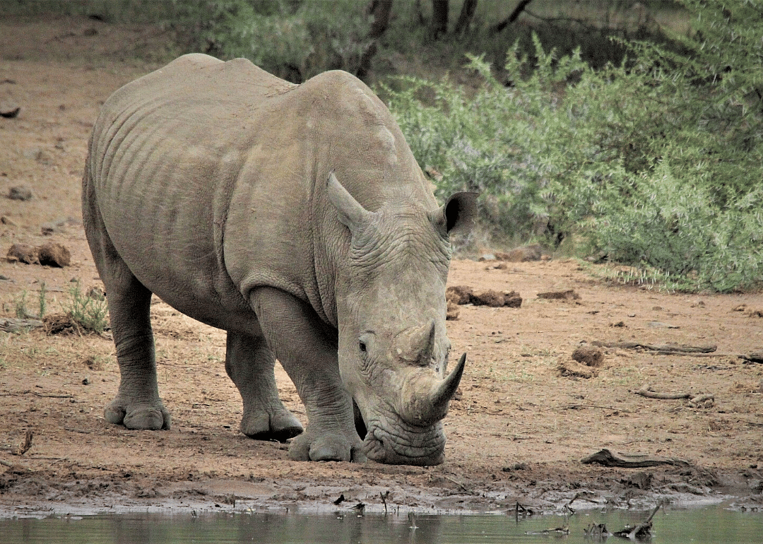 Rhinos at risk of being poached
