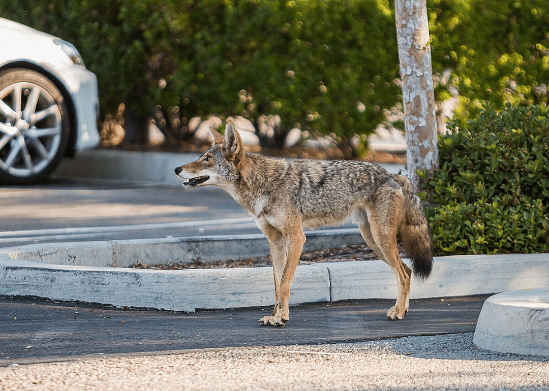 Coyotes explore San Francisco
