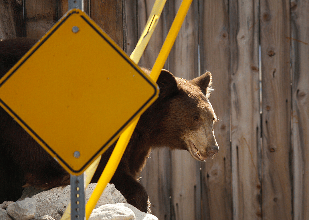 Wild bear wanders Arcadia
