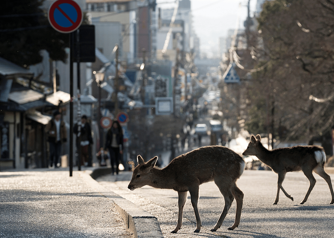 Deer roam Nara, Japan