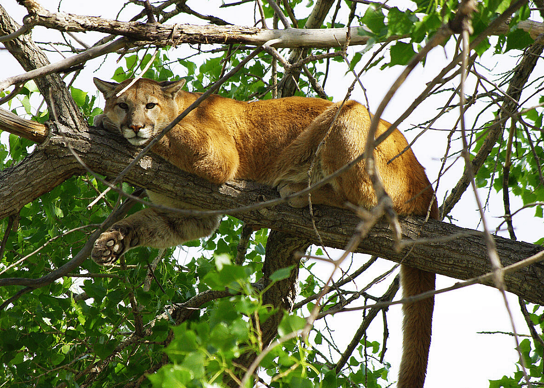Mountain lion climbs tree in Boulder backyard