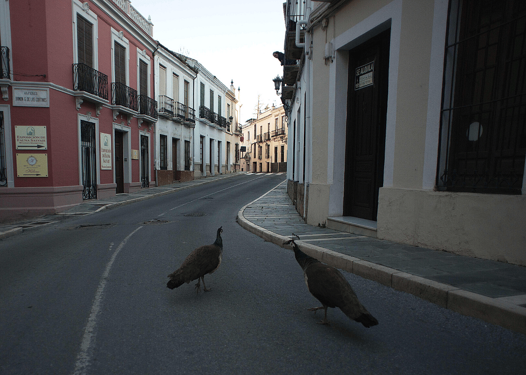 Peacocks wander in Ronda