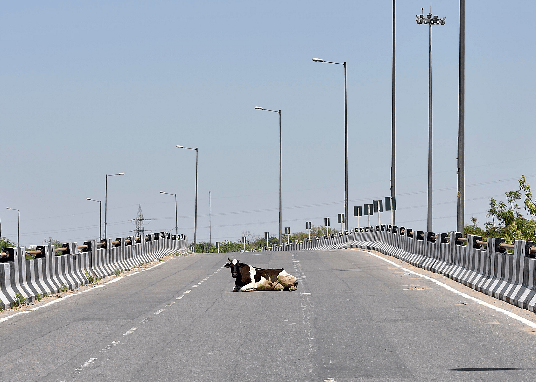 Cow chills in Delhi