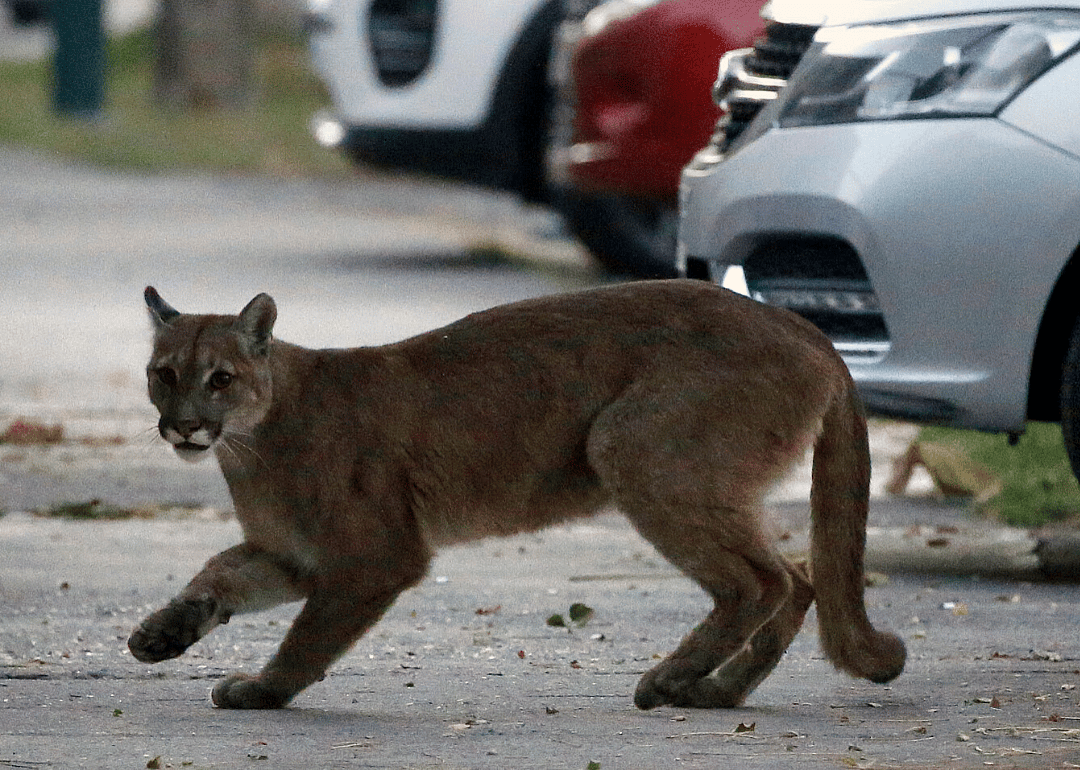 Puma leaves mountains for Santiago