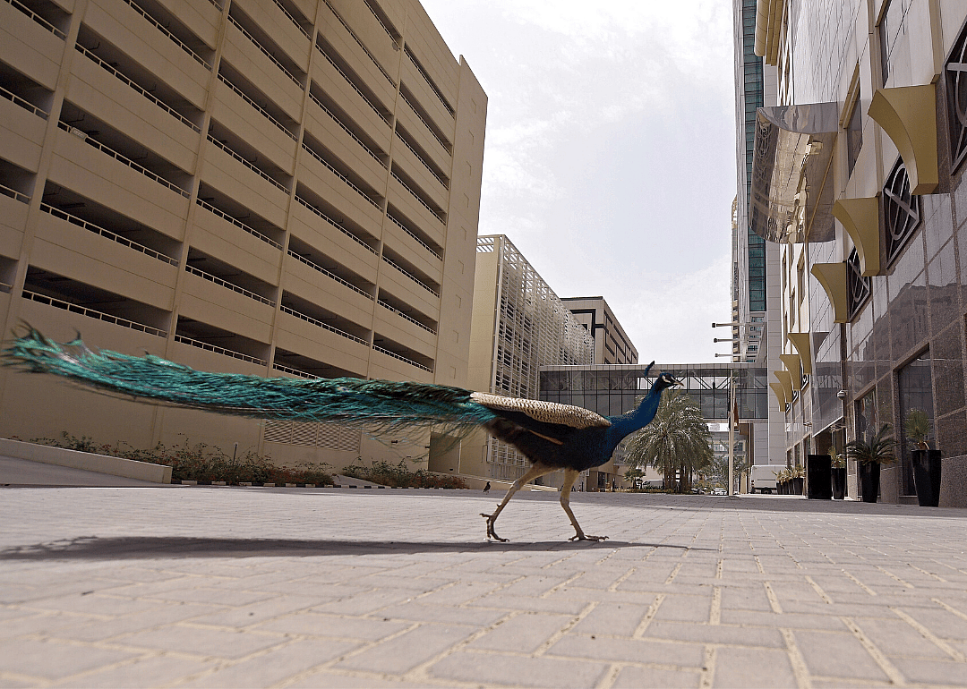 Peacocks explore Dubai streets