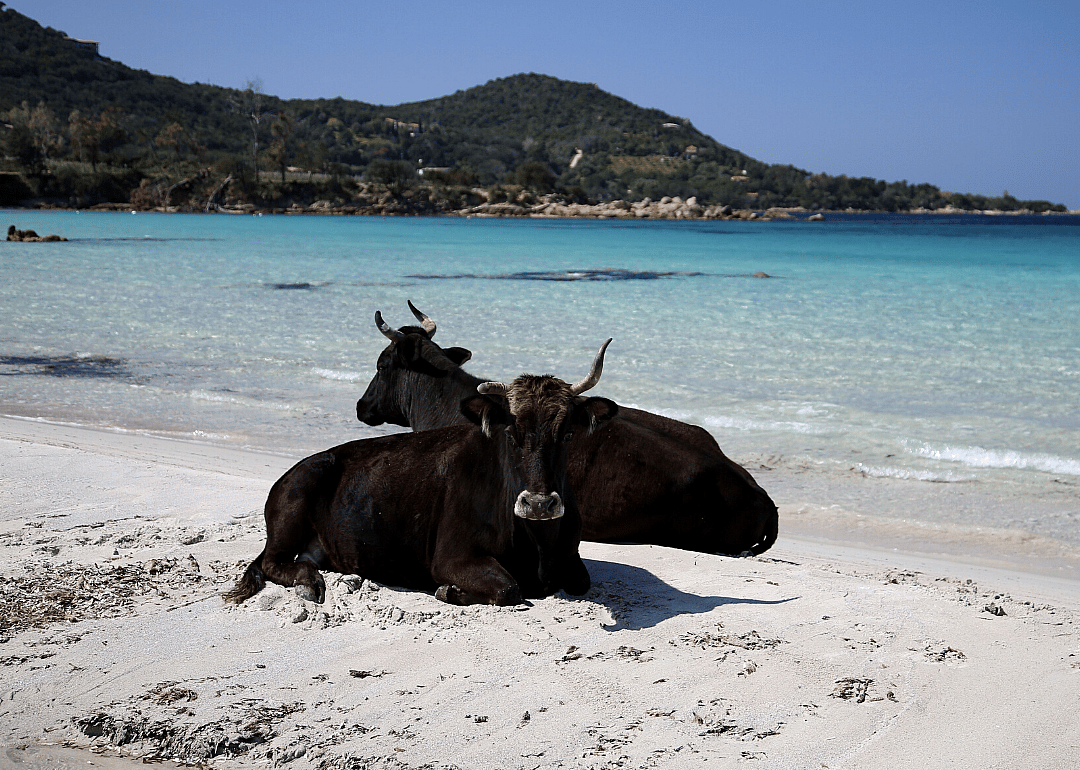 Cows take over French beaches