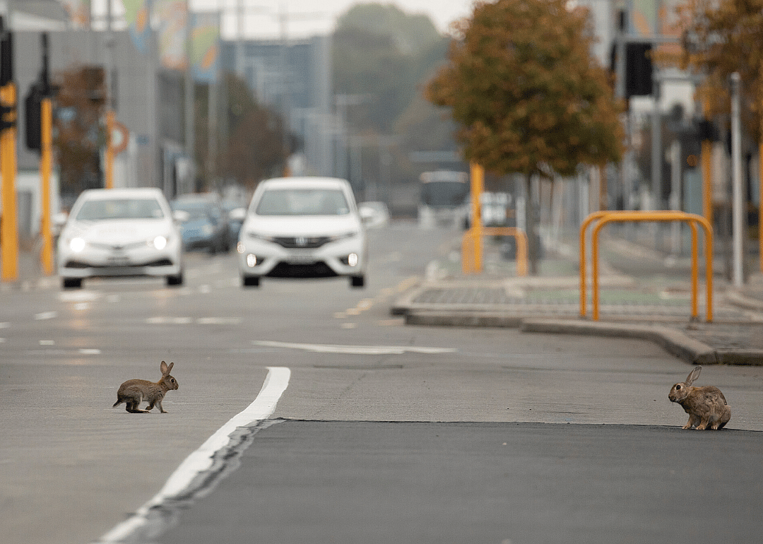 Baby rabbits get brave in Christchurch