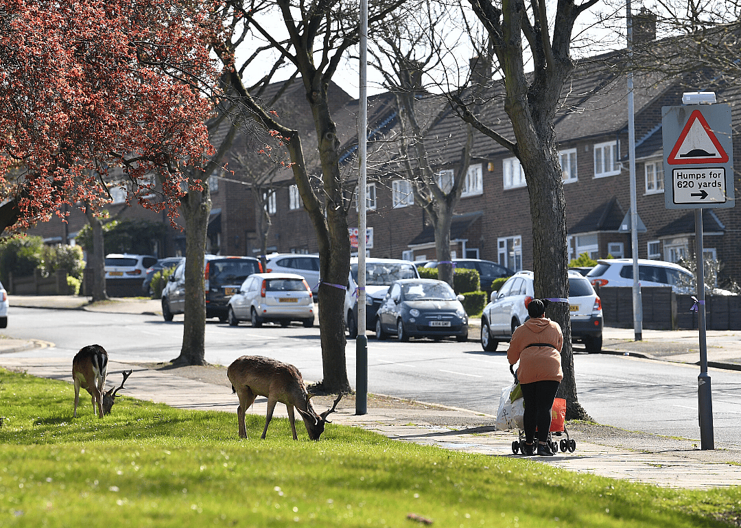 Deer take over East London