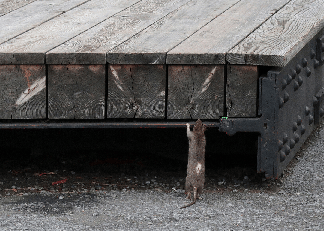 Rats come out more often