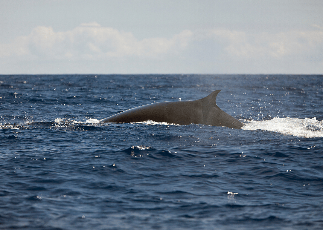Whales spotted in the Mediterranean