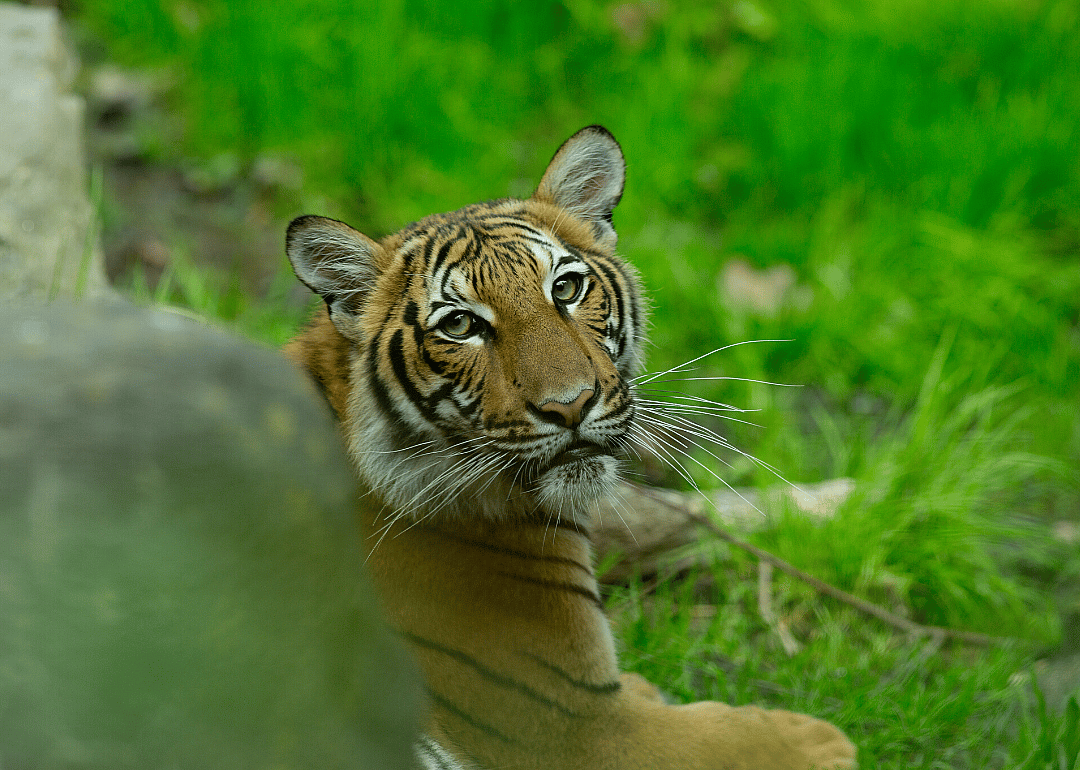 Bronx Zoo tiger tests positive