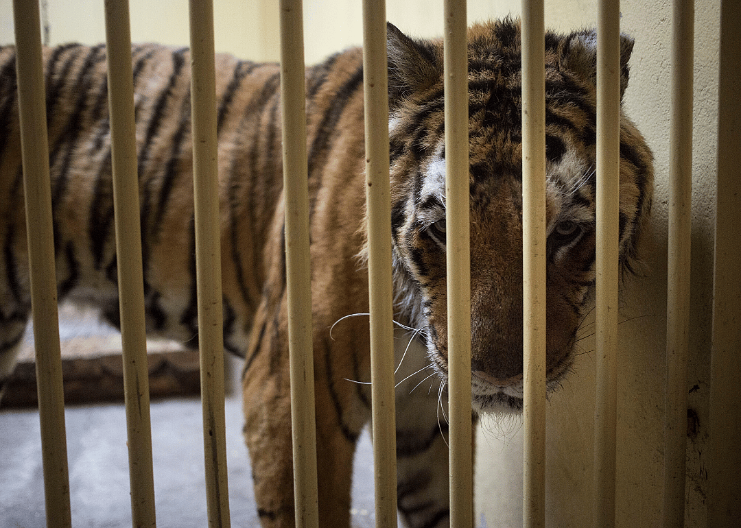 Attention is called to wildlife trafficking