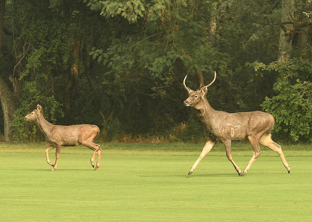 Deer roam the streets in India