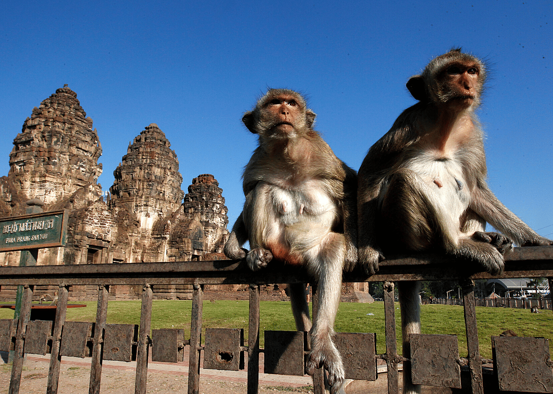 Monkey gangs battle in Thailand