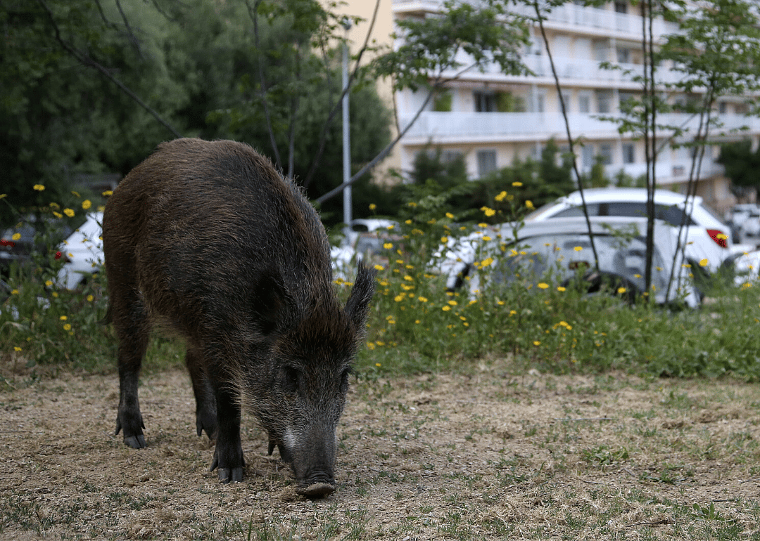 Wild boar search Barcelona for food