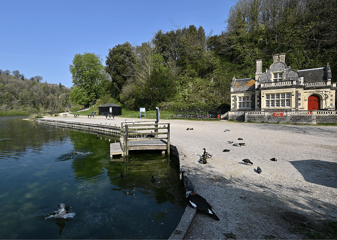 Ducks aren't getting food from humans