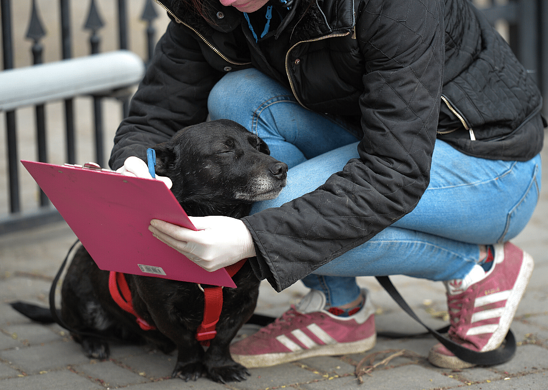 New York animal shelters see increase in adoptions