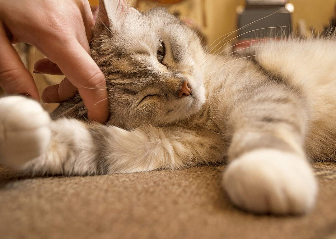 Less outdoor time advised for cats