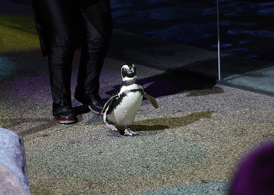 Penguins tour Shedd Aquarium