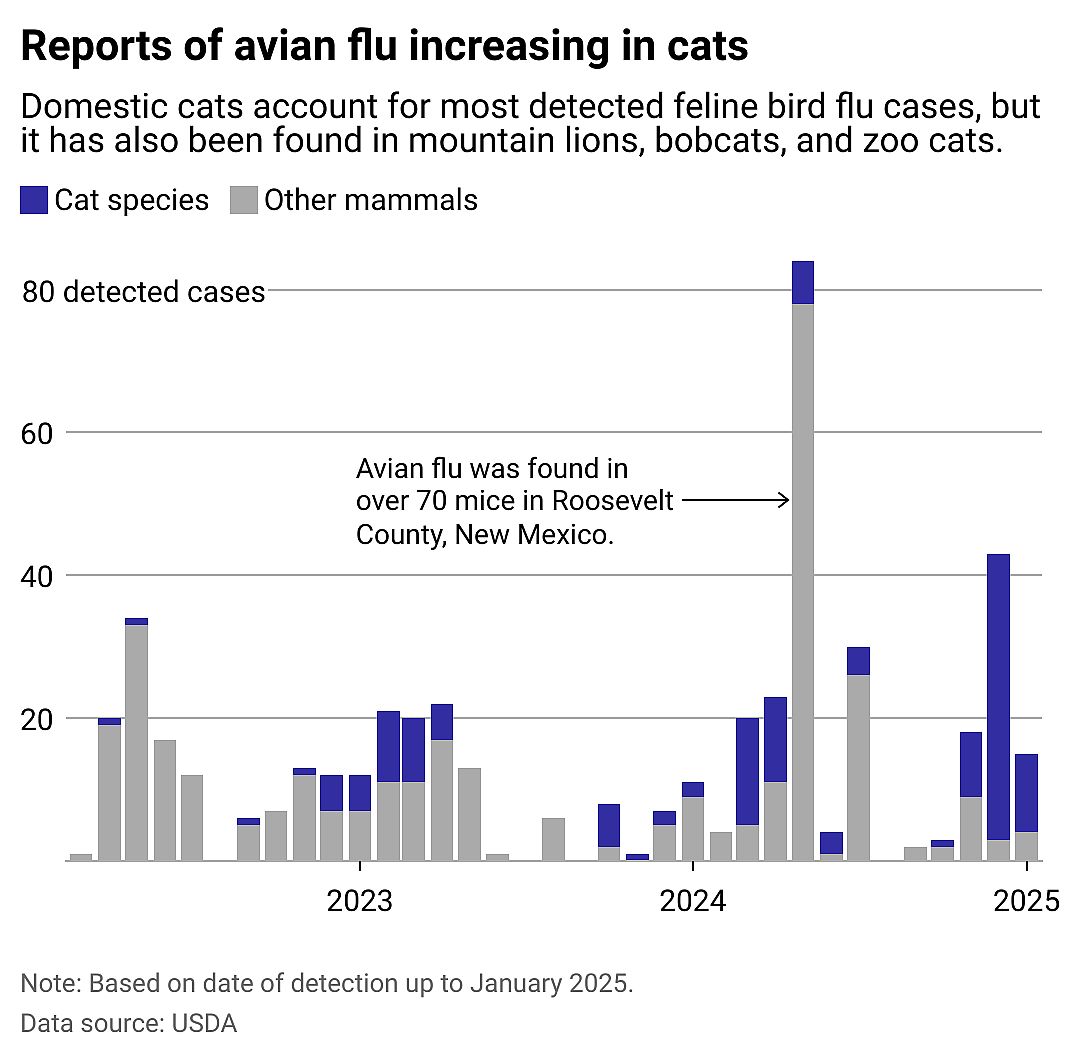 Column chart showing reports of bird flu increasing in cats. Domestic cats account for most detected feline avian flu cases, but it has also been found in mountain lions, bobcats, and zoo cats.