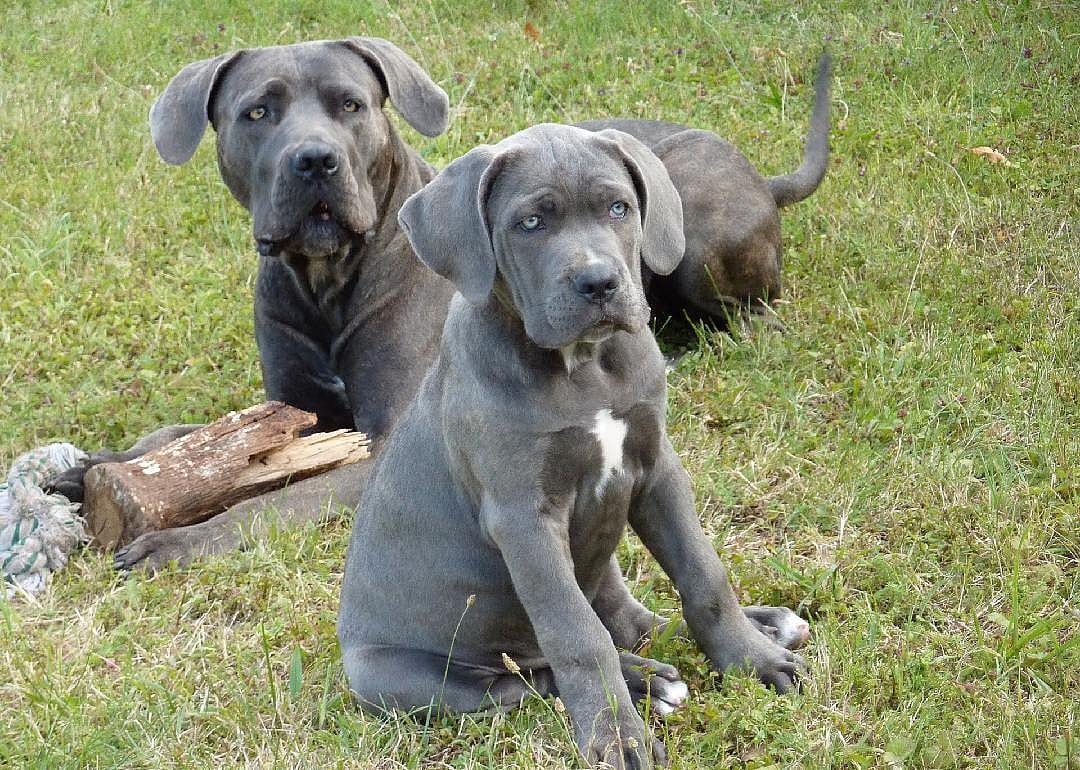 #30. Cane corso