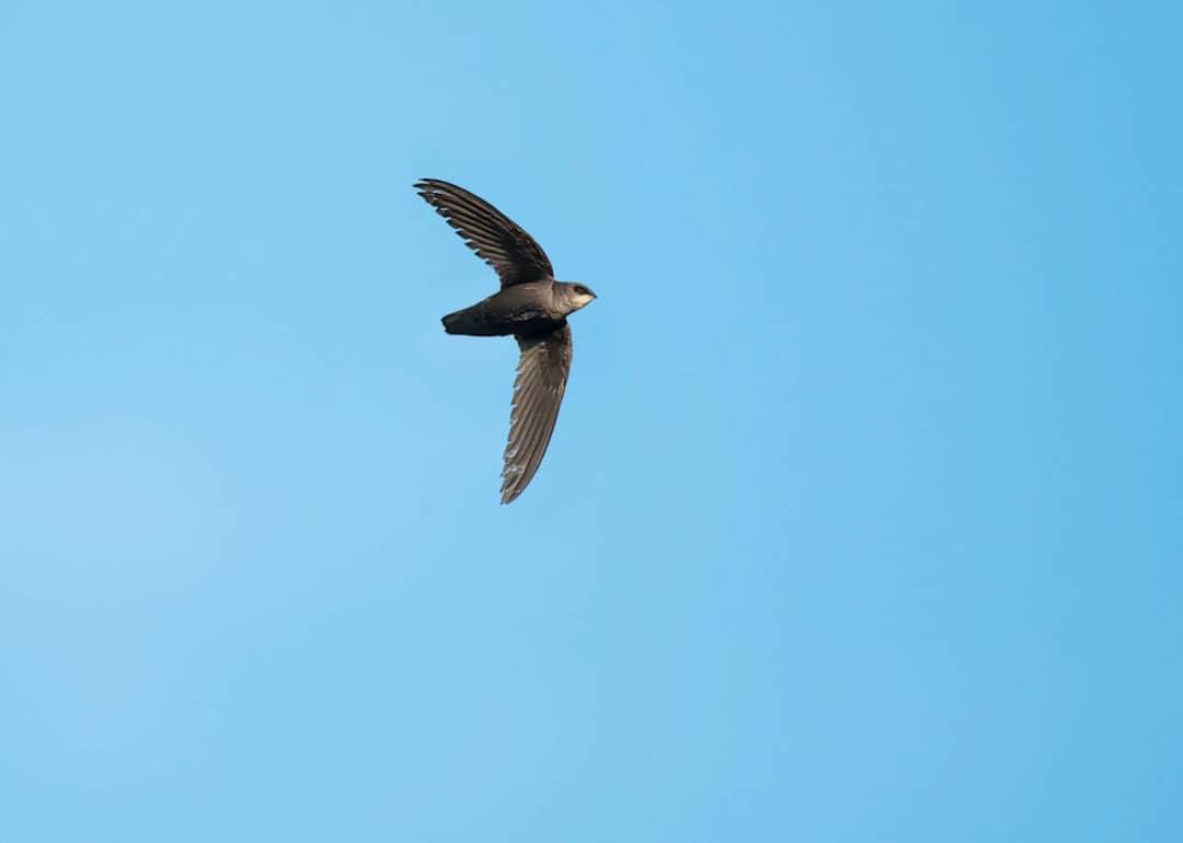 A chimney swift flying through a clear blue sky.